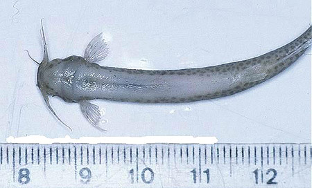 candiru.jpg